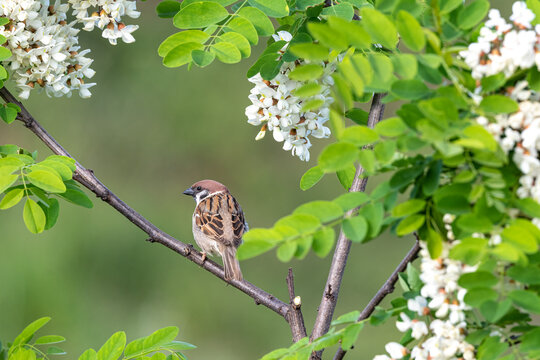 Tree sparrow Passer montanus pearching