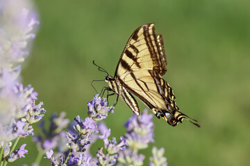 Swallowtail perched on a lavender flower.