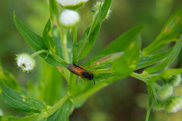 Bug in Bulgaria
