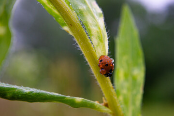 Coccinellidae in Bulgaria