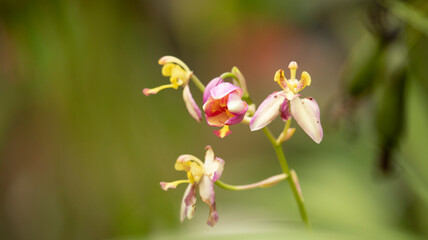 red and yellow orchid flower