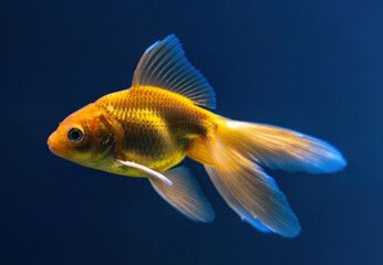 The Veiltail - goldfish with long, flowing double tail and high sail-like dorsal fin. Goldfish on a...