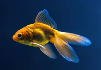 Fotobehang The Veiltail - goldfish with long, flowing double tail and high sail-like dorsal fin. Goldfish on a dark blue background © hodim