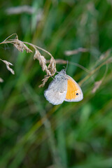 Butterfly in Bulgaria