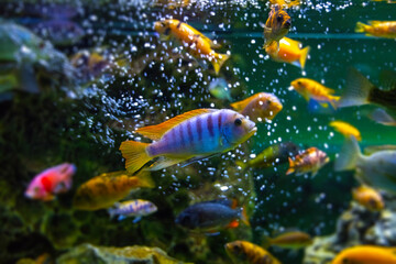 Aquarium with many colorful African Cichlids from Malawi lake