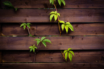grass leaves intertwined with a fence