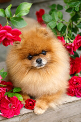 Pomeranian in roses. Pomeranian dog sitting in flowers on beautiful background. Greeting card with dog