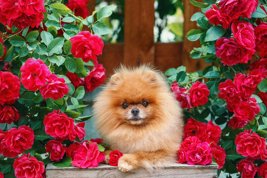 Pomeranian in roses. Pomeranian dog sitting in flowers on beautiful background. Greeting card with dog