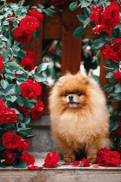 Pomeranian in roses. Pomeranian dog sitting in flowers on beautiful background. Greeting card with dog