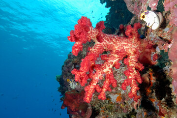 A picture of the coral reef