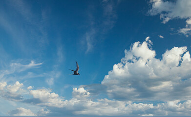 Sterna paradisaea - Terns are a subfamily of the gull family,Helgeland,Nordland county,scandinavia,Europe