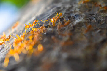 yellow ants on the ground