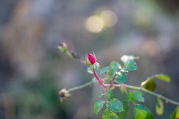 Closeup of a Rosebud in a garden, Red Rose Bud rowing on a bush with greenery in the background.