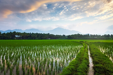 Fototapeta na wymiar Beautiful landscape growing Paddy rice field with mountain and blue sky background in Nagercoil. Tamil Nadu, South India.