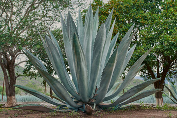 Plantación de agave azul en el campo para hacer tequila concepto industria tequilera