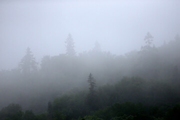 paysage d'une forêt dans le brouillard