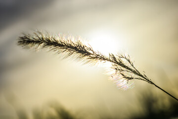 wheat field at sunset