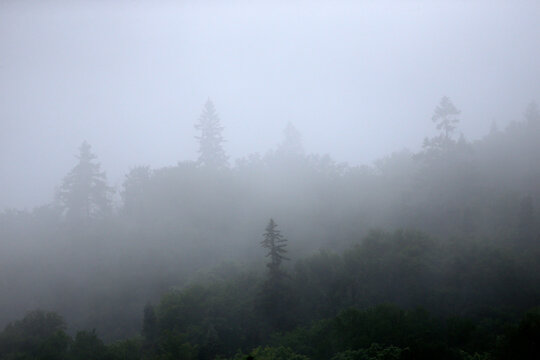 paysage d'une for&ecirc;t dans le brouillard
