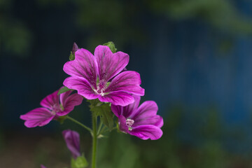 Mallow on a blurred blue-green background
