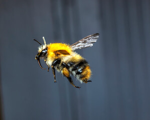 bee on flower