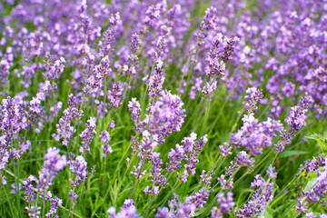 Lavendel