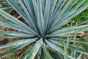 Primer plano de agave azul en el campo para hacer tequila concepto industria tequilera
