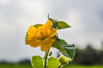 yellow flower on green background