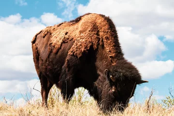 Zelfklevend Fotobehang american bison © Neil