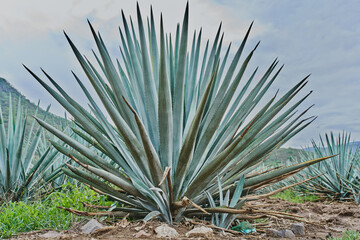 Plantación de agave azul en el campo para hacer tequila concepto industria tequilera