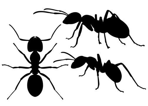Ants in the set. Vector image.