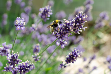 bee on lavender