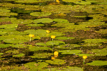 Yellow water lilies with green foliage bloom in summer on the lake