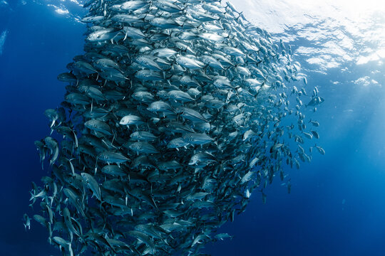 Run from Giant trevally