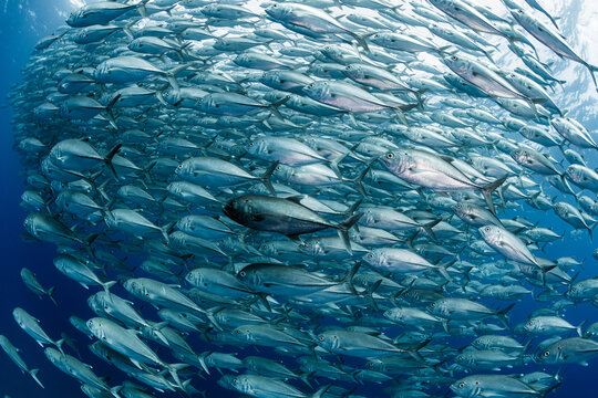 A school of Bigeye trevally