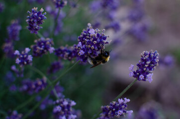 bee on lavender