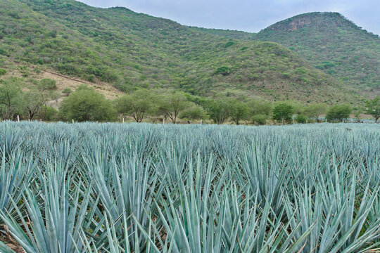 Plantaci&oacute;n de agave azul en el campo para hacer tequila concepto industria tequilera