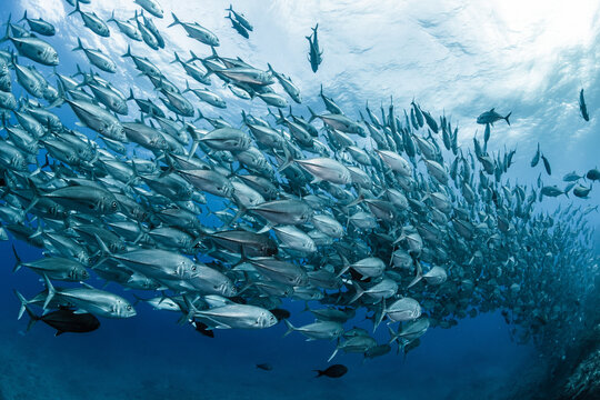 Bigeye trevally swimming like a river current
