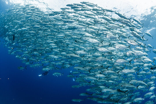 A school of Bigeye trevally