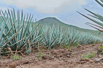 Plantación de agave azul en el campo para hacer tequila concepto industria tequilera