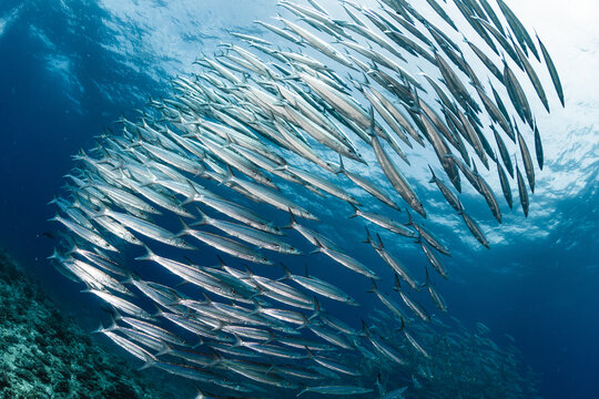 A school of Australian barracuda
