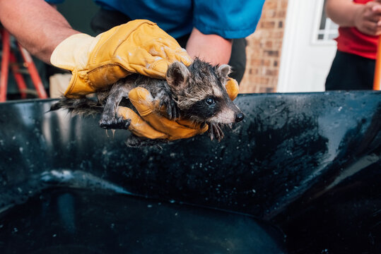 Young raccoon getting a bath by a person. 