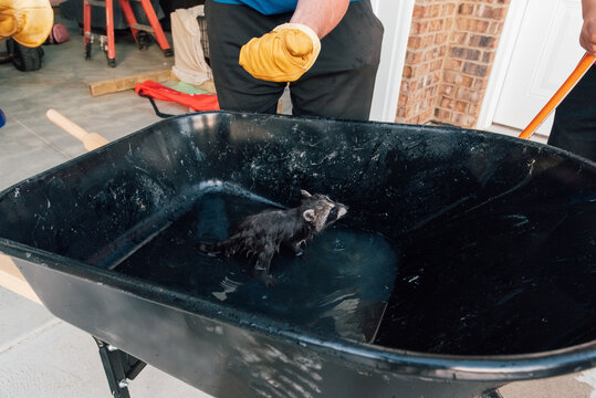Baby raccoon sitting in a wheelbarrow full of water. 