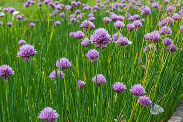 Purple flowers of decorative bow allium against green leaves for summer background.