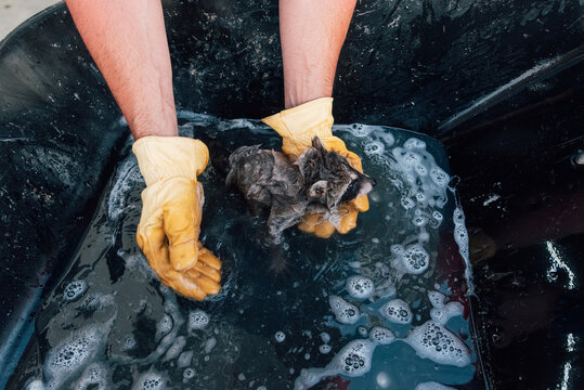 Person giving a raccoon a bath. 