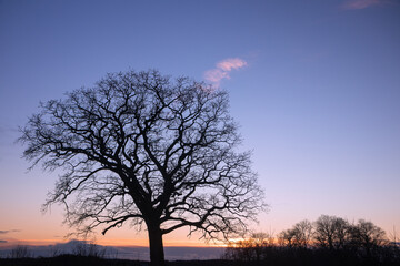 Fototapeta na wymiar Silhouette of an old oak tree with evening sky in winter.