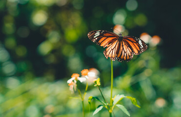butterfly on flower