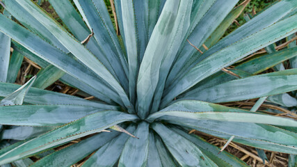 Primer plano de agave azul en el campo para hacer tequila concepto industria tequilera