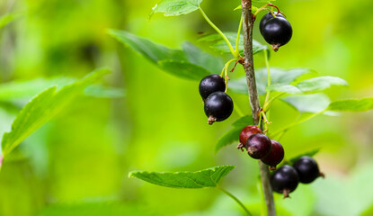 Close up of ripe black currant berries in the garden on a green background. Blurred focus, shallow depth of field. Lots of space for text. Agriculture.