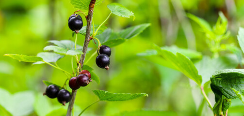 Close up of ripe black currant berries in the garden on a green background. Blurred focus, shallow depth of field. Lots of space for text. Agriculture.