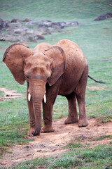 Fototapeta na wymiar young female elephant in the savannah